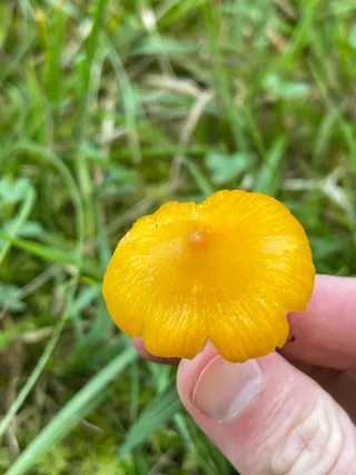 Persistent Waxcap — 5