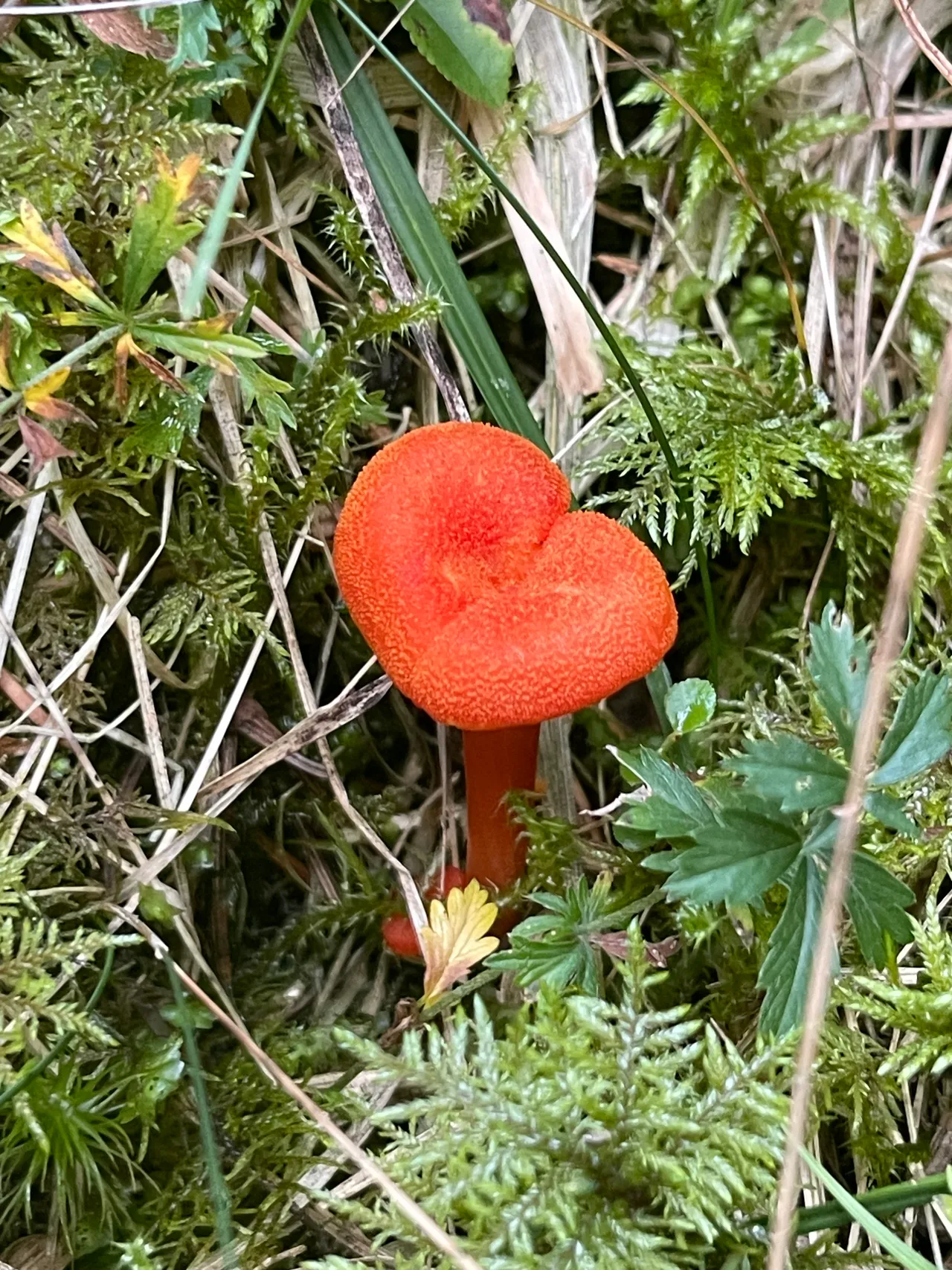 Goblet waxcap — 1