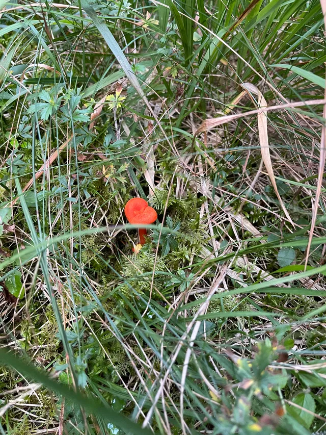 Goblet waxcap