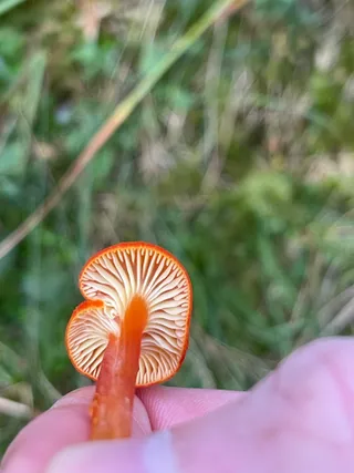Goblet waxcap — 3
