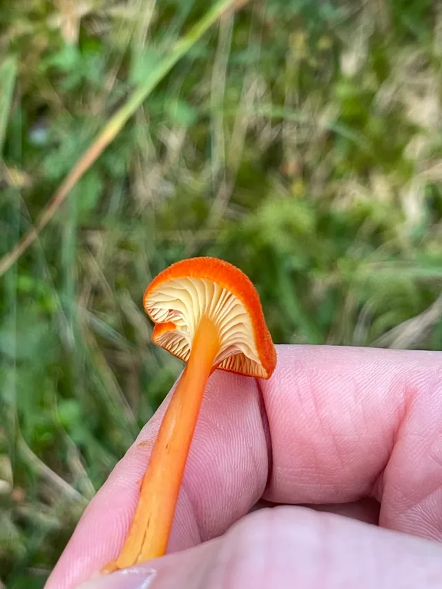 Goblet waxcap