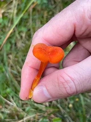 Goblet waxcap — 5