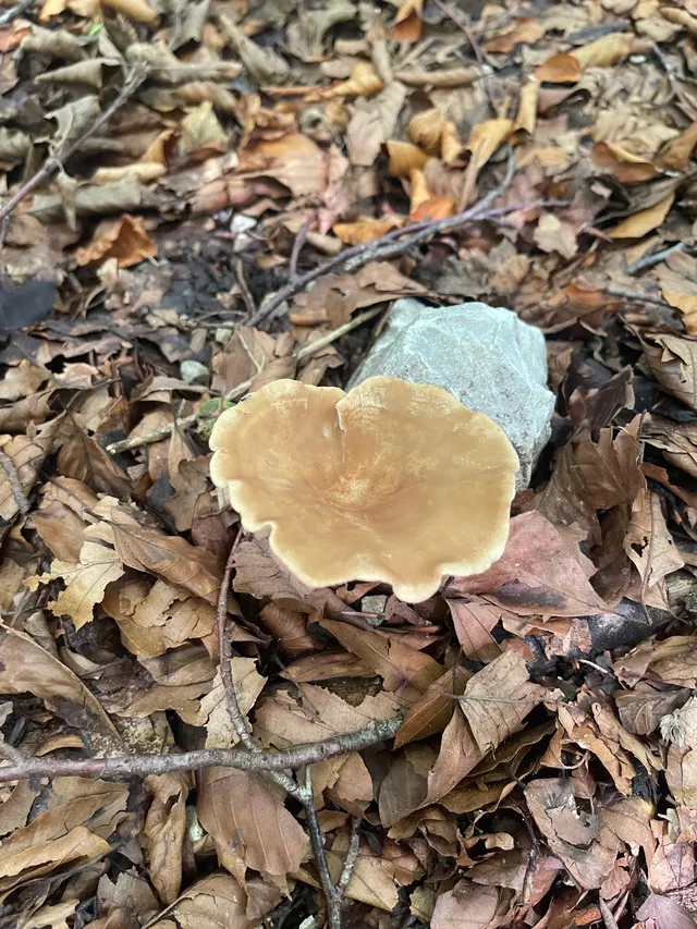 Common Funnel