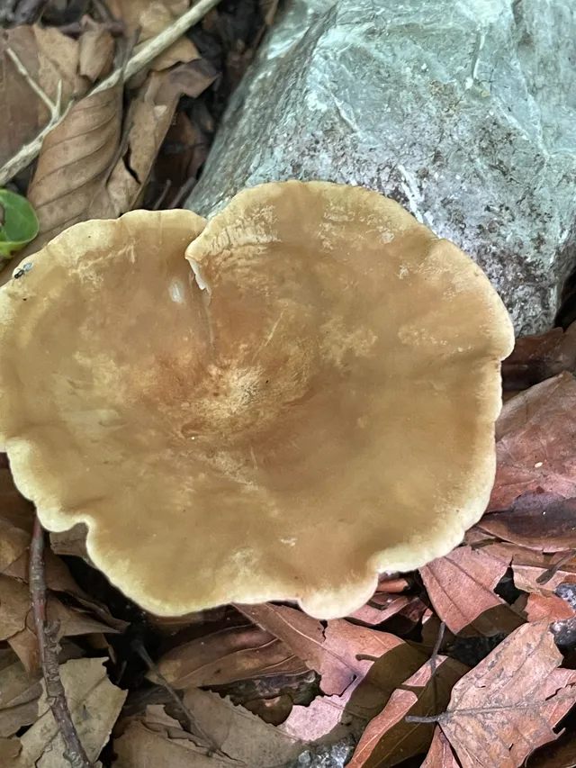 Common Funnel