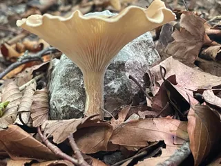 Common Funnel — 3