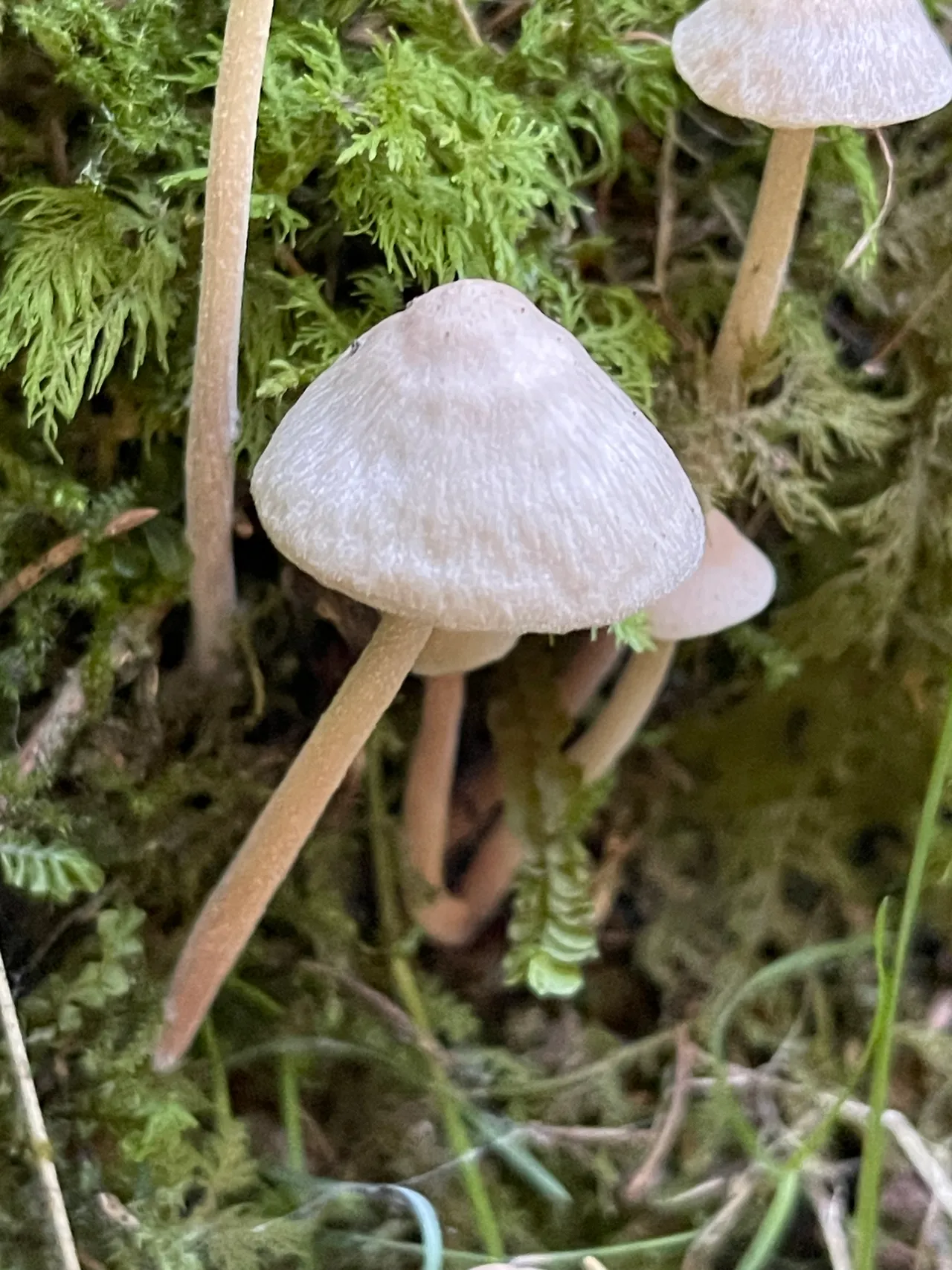 Beige Fibrecap — 1