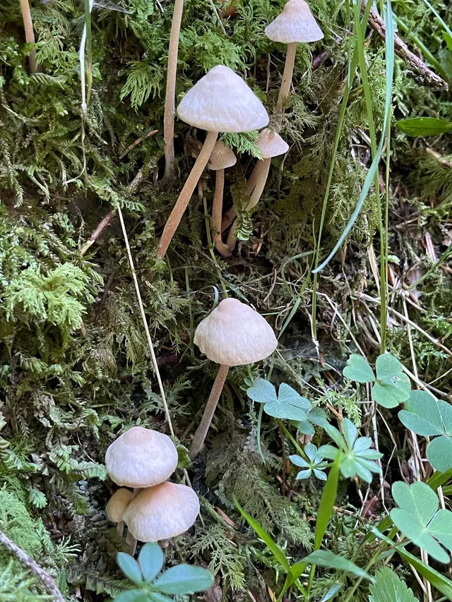 Beige Fibrecap