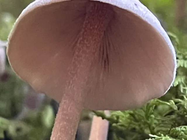 Beige Fibrecap