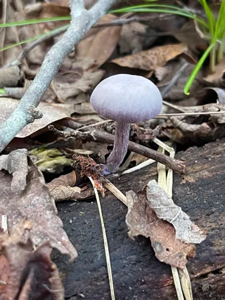 Amethyst deceiver — 5
