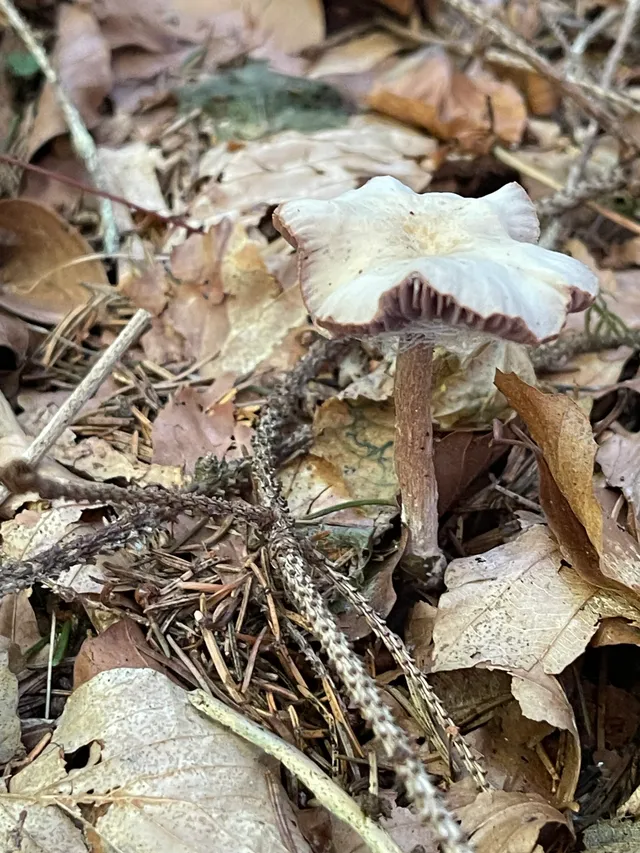 Amethyst deceiver