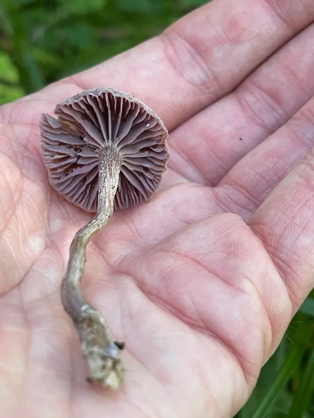 Amethyst deceiver