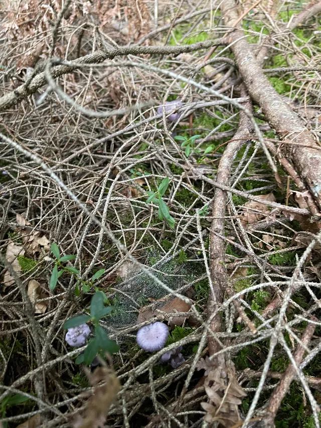 Amethyst deceiver