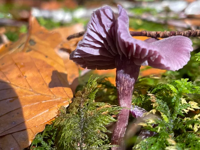 Amethyst deceiver