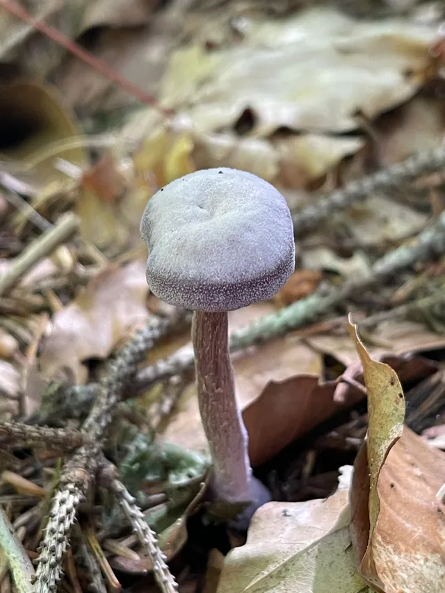 Amethyst deceiver
