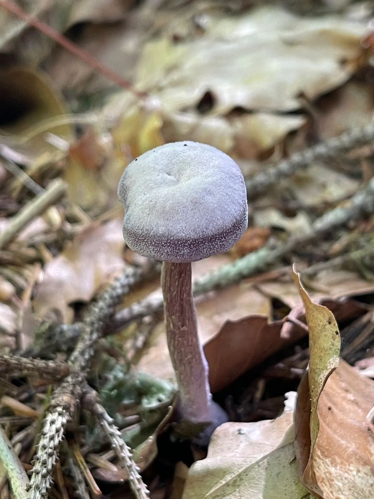Amethyst deceiver — 1
