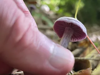Amethyst deceiver — 2