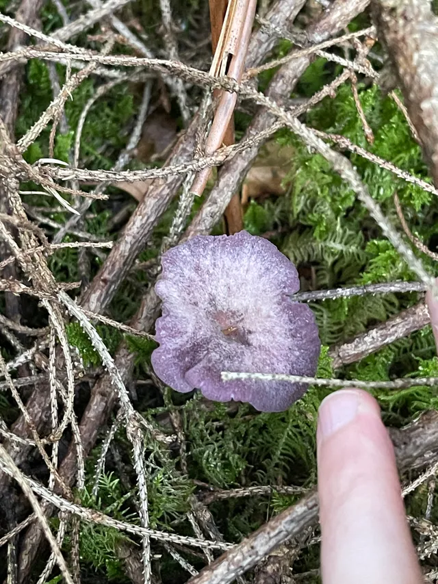 Amethyst deceiver