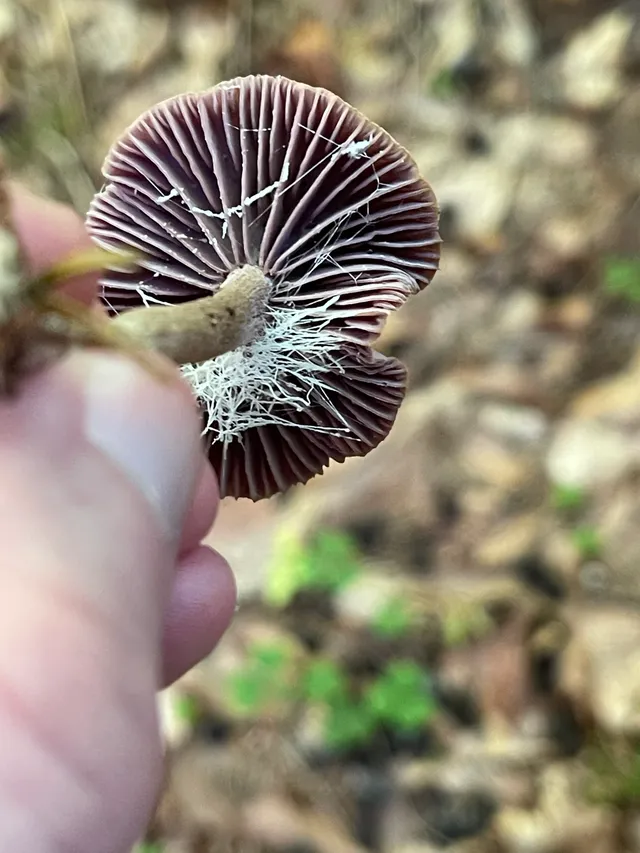 Amethyst deceiver