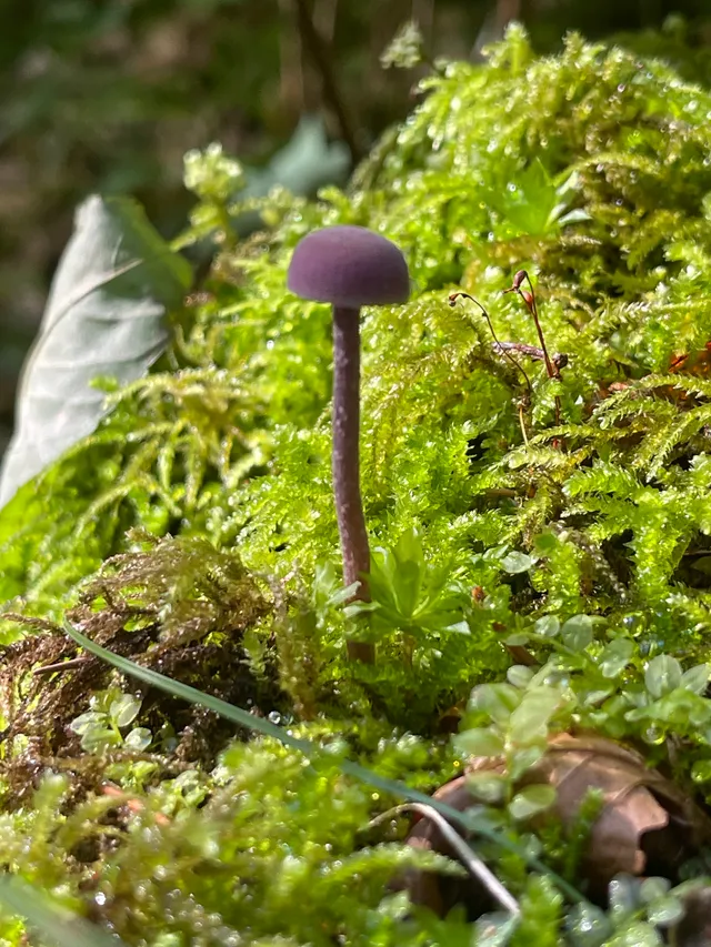 Amethyst deceiver