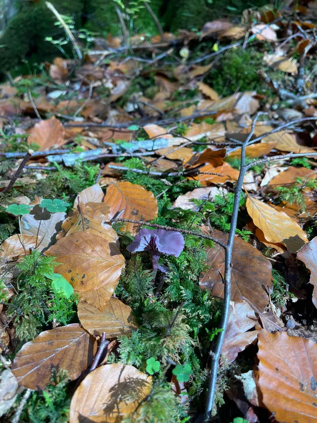 Amethyst deceiver