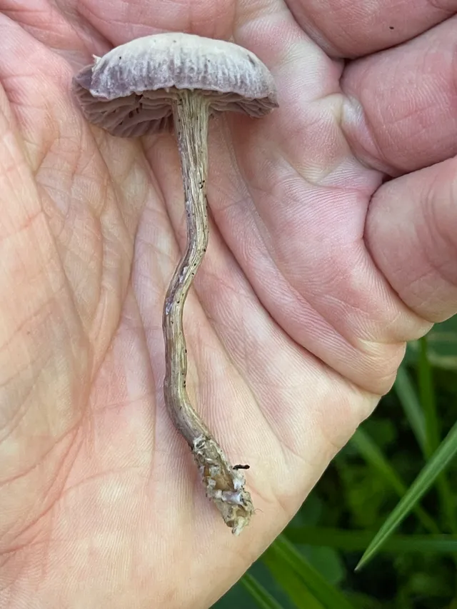 Amethyst deceiver
