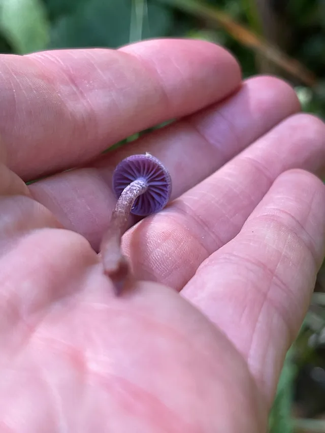 Amethyst deceiver