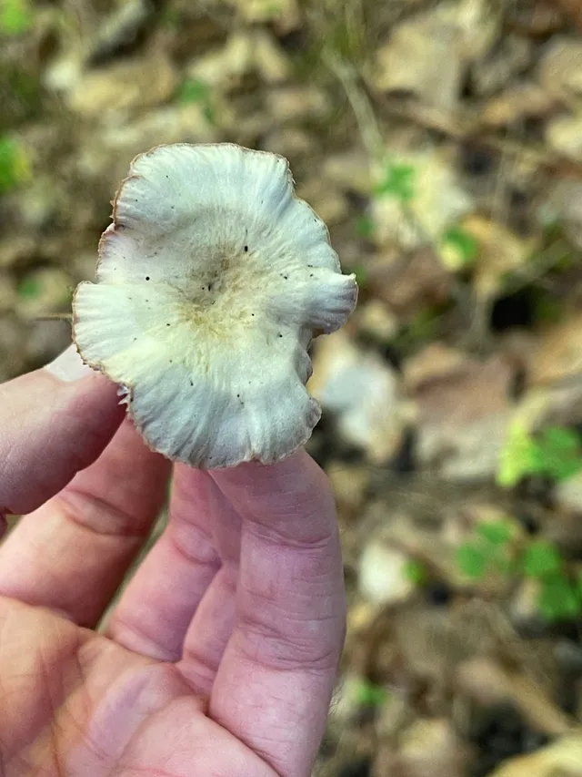 Amethyst deceiver