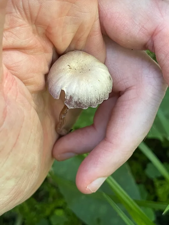 Amethyst deceiver