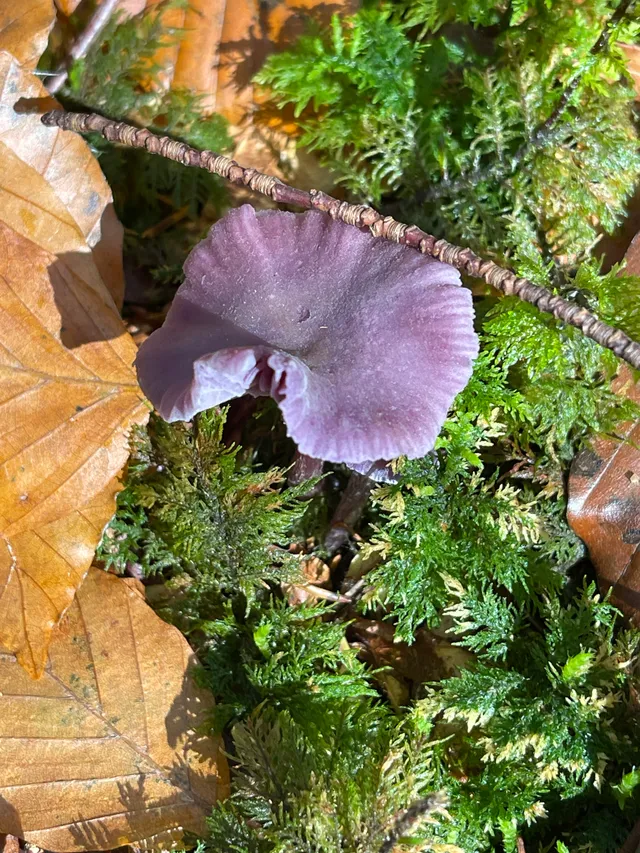 Amethyst deceiver