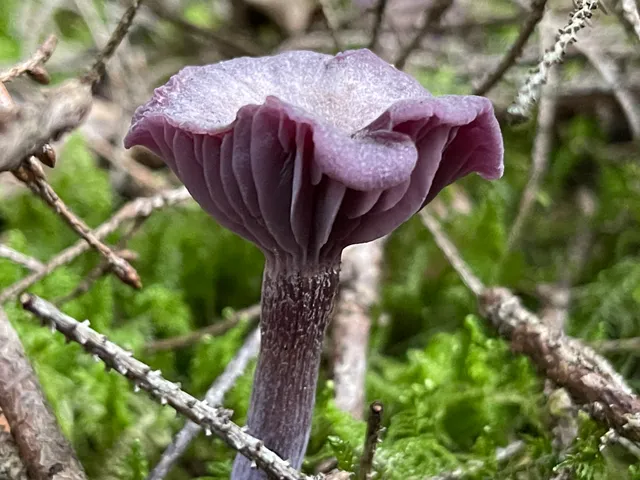 Amethyst deceiver