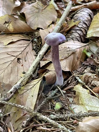 Amethyst deceiver — 3