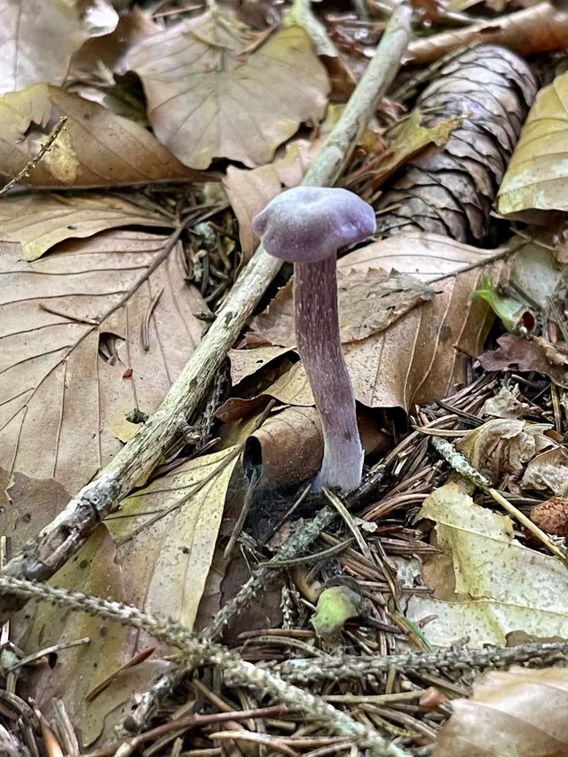 Amethyst deceiver