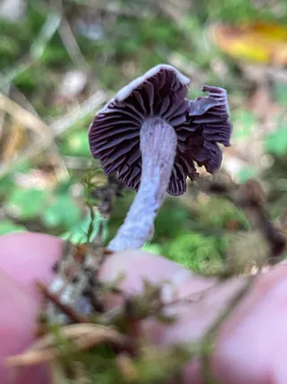 Amethyst deceiver — 4