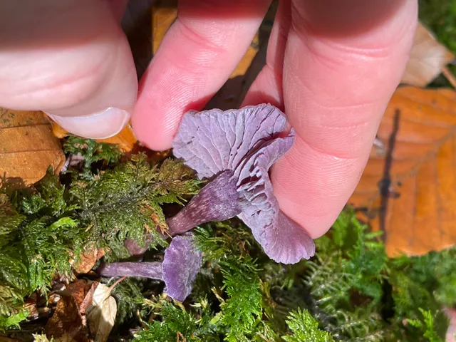 Amethyst deceiver