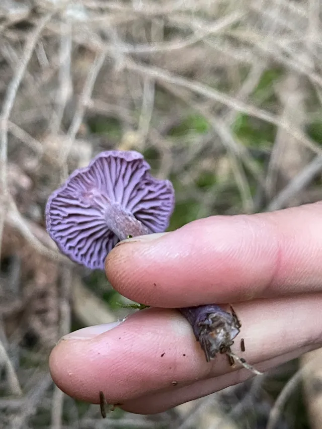 Amethyst deceiver