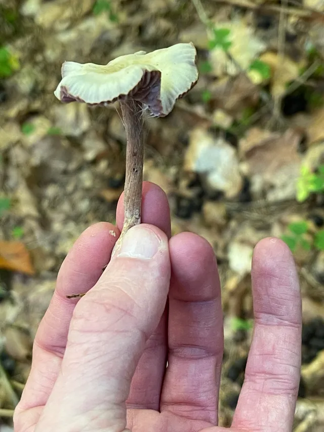 Amethyst deceiver