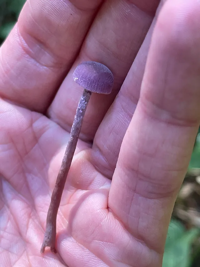 Amethyst deceiver