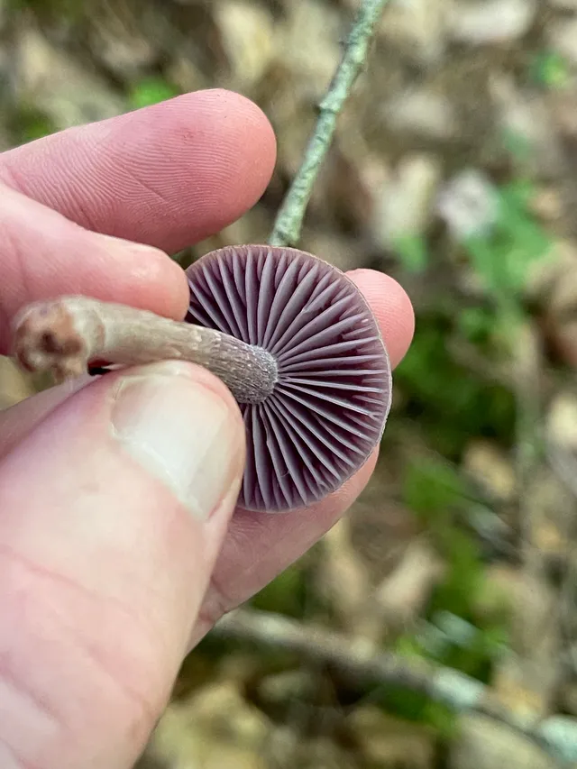 Amethyst deceiver