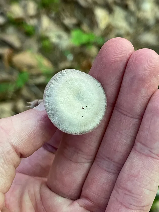 Amethyst deceiver
