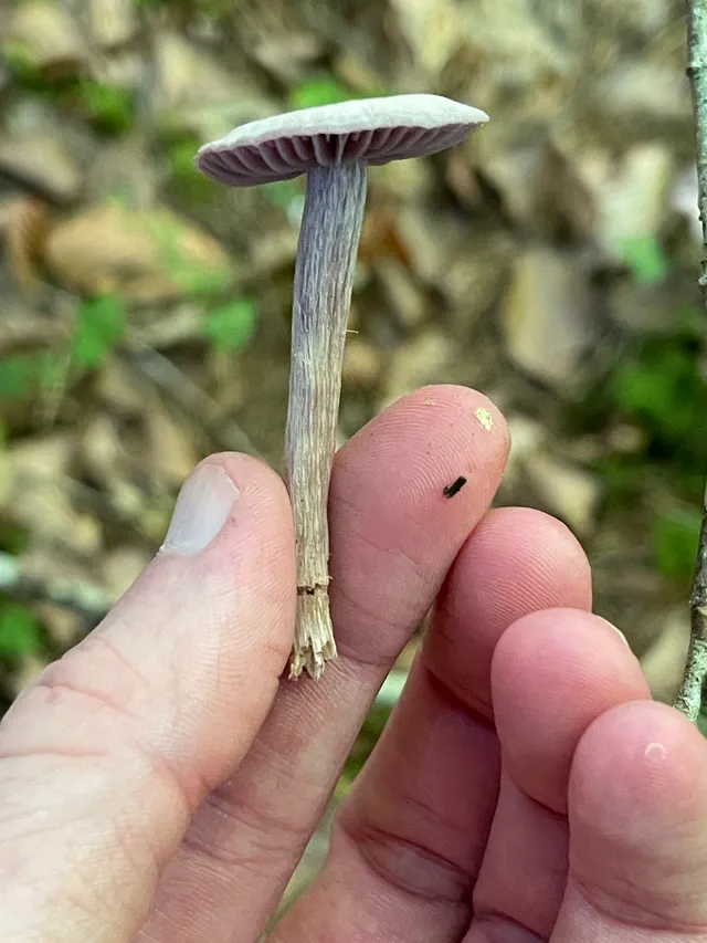 Amethyst deceiver
