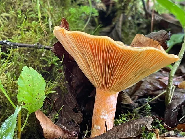 False Saffron Milkcap