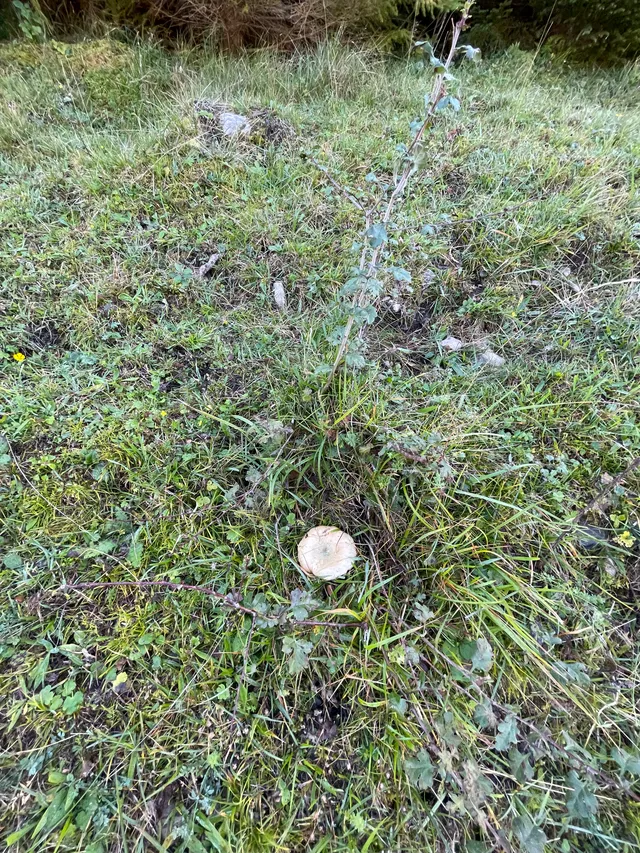 False Saffron Milkcap