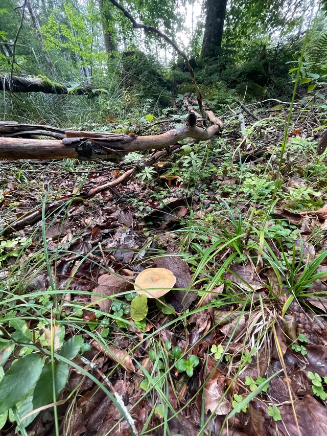 False Saffron Milkcap