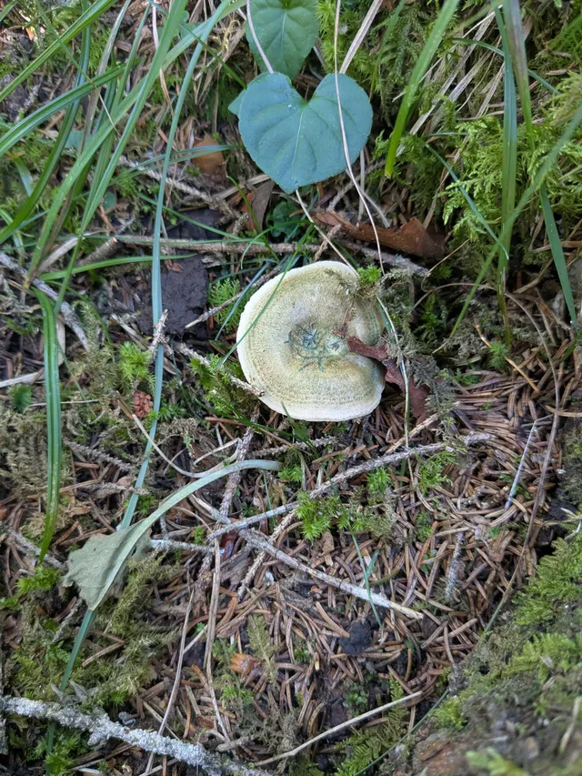 False Saffron Milkcap