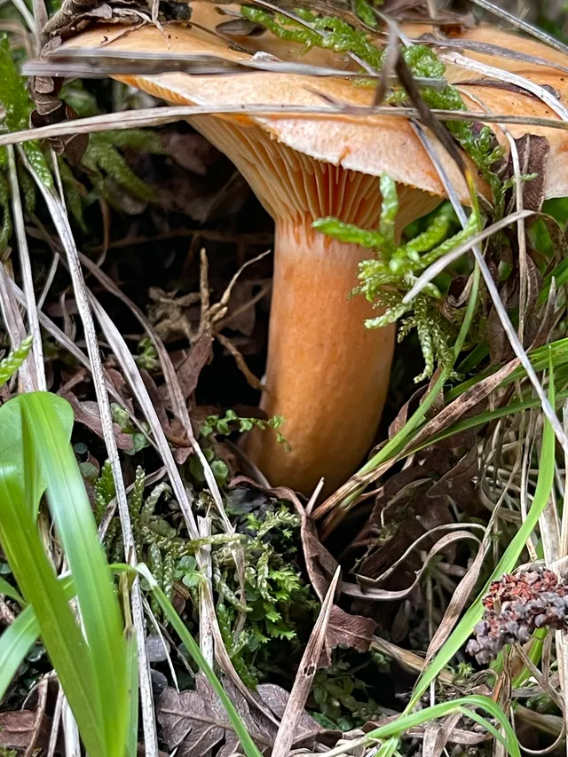False Saffron Milkcap