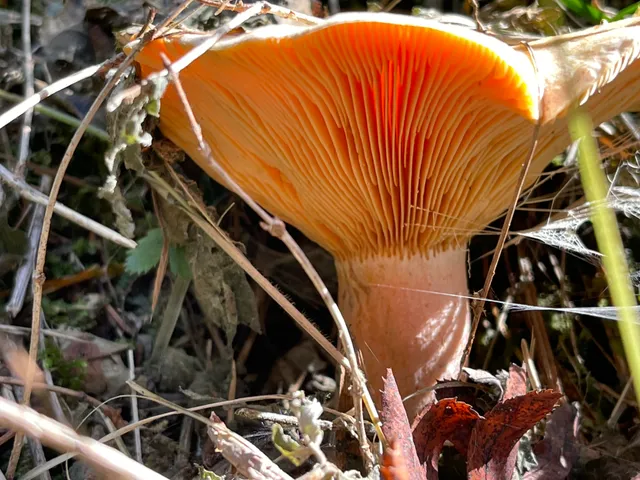 False Saffron Milkcap