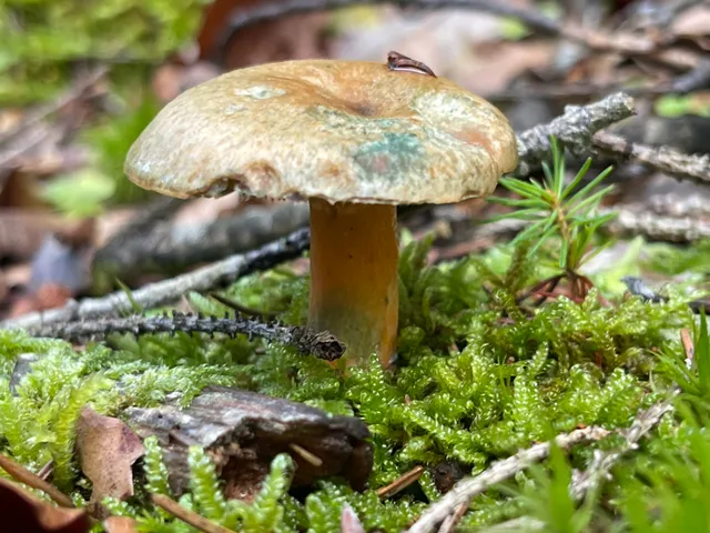 False Saffron Milkcap