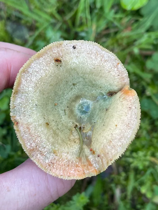 False Saffron Milkcap