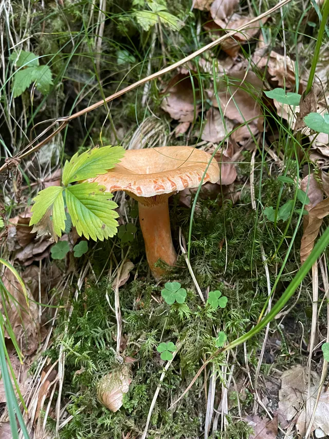 False Saffron Milkcap