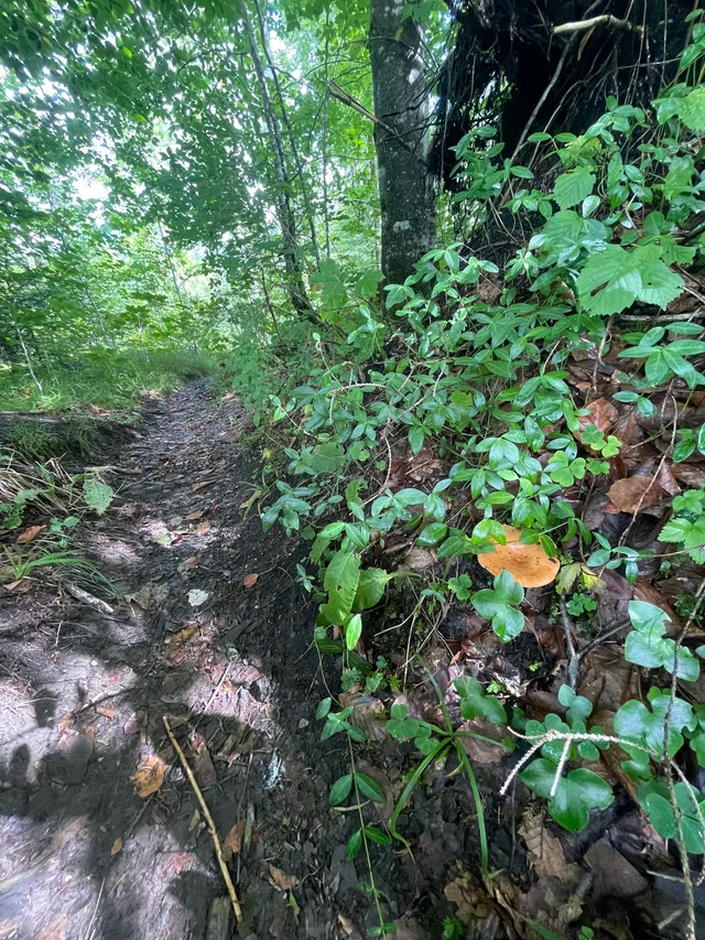 False Saffron Milkcap
